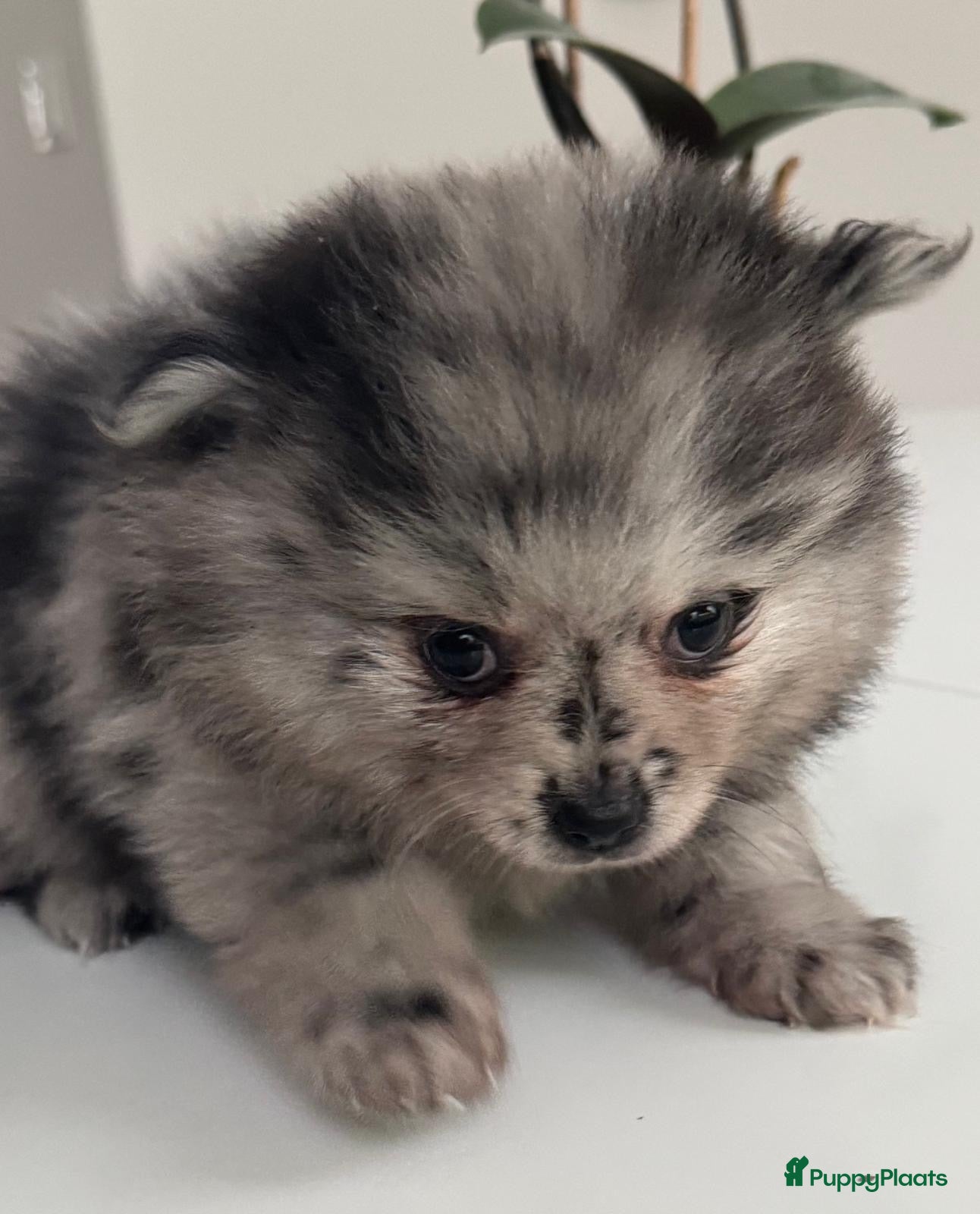 Pomeriaan honden Prachtige Pomeriaan pups  - Advertentie 2