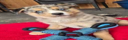 Kruising honden te koop: Mini Australian shepherd pup reutje  - Advertentie 18