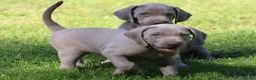 Weimarse Staande Hond korthaar honden te koop: Weimaraner pups - Advertentie 2