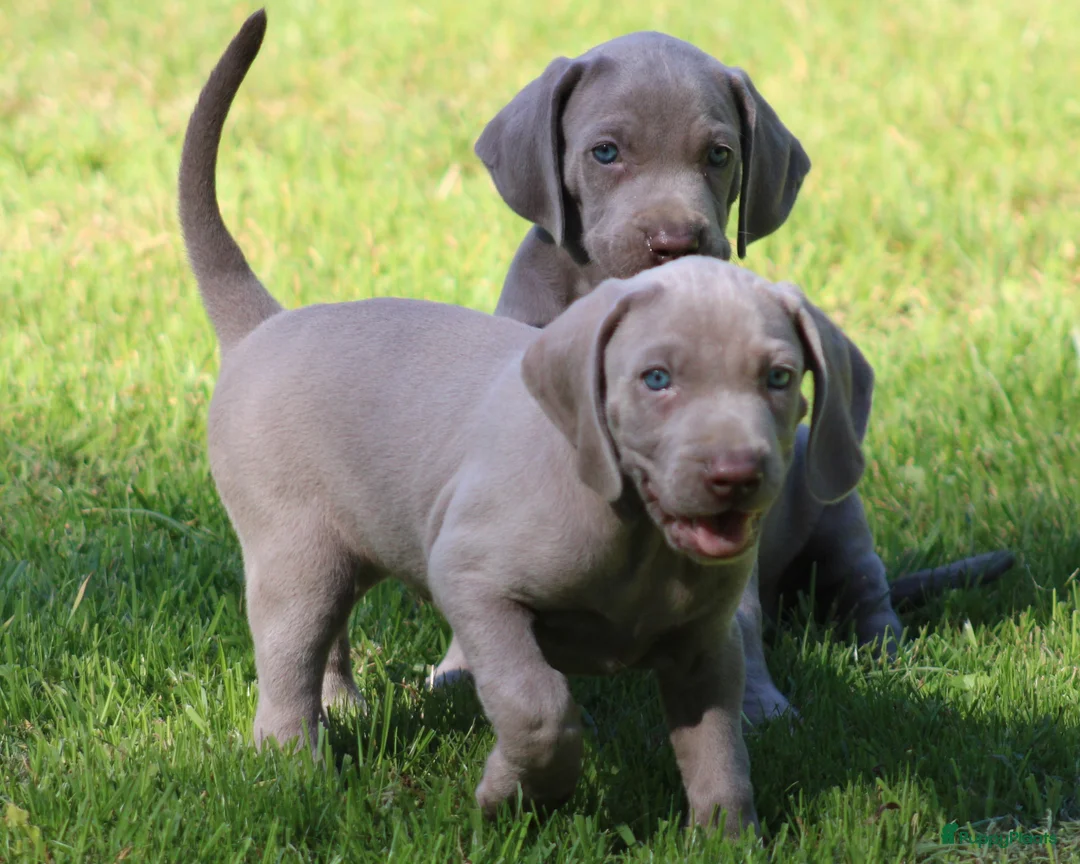 Weimarse Staande Hond korthaar honden te koop: Weimaraner pups - Advertentie 2