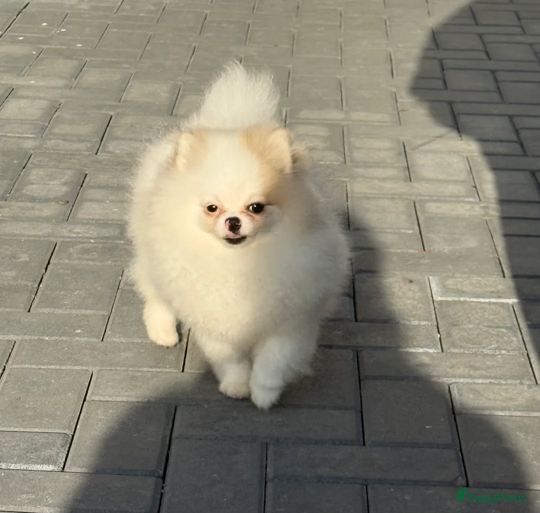 Pomeriaan honden te koop: 100% pomeriaan reutje uit show lijn - Advertentie 5