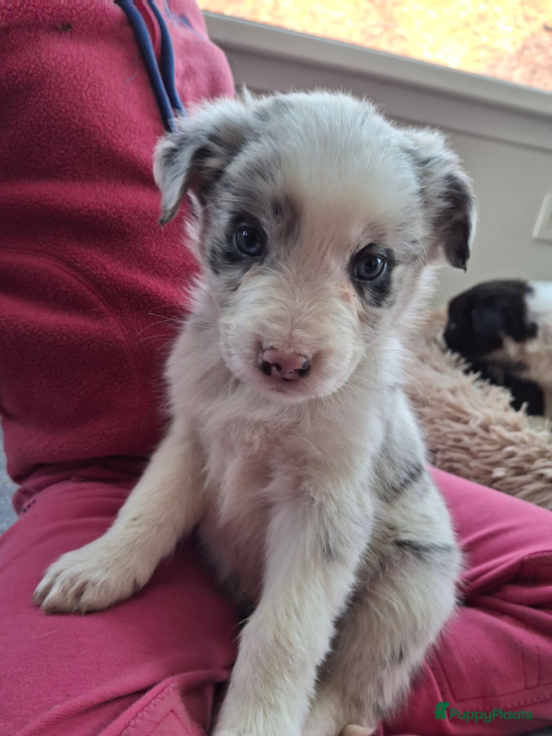 Australian Shepherd honden te koop: Raszuiver Australian Shepherd pups op de boerderij - Advertentie 14