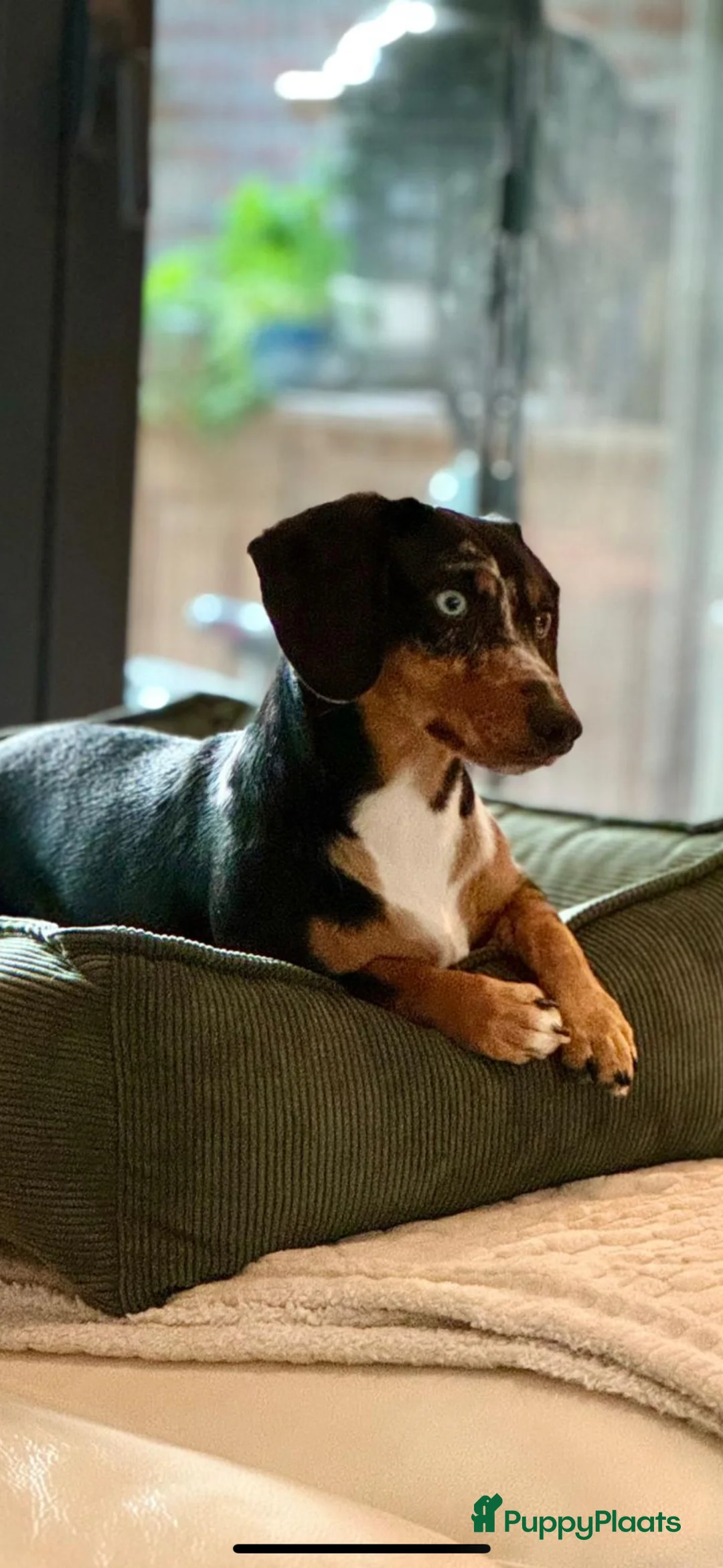 Kruising honden te koop: Doxiepoo : teckel x poedel  - Advertentie 3