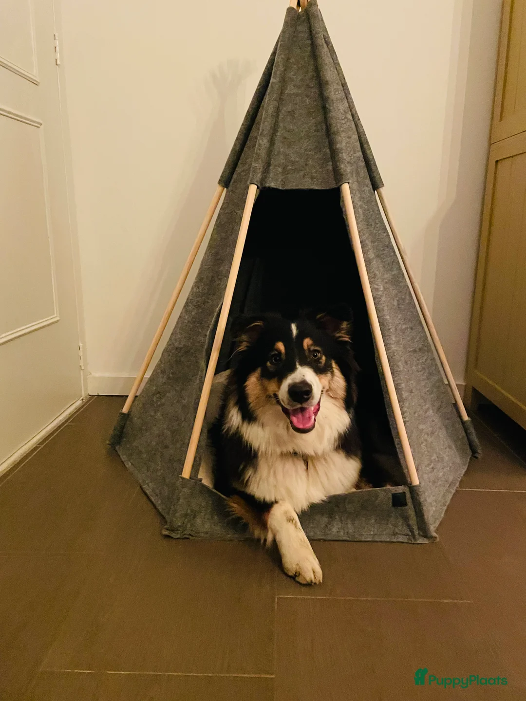 Australian Shepherd honden te koop: Australische Herder nestje  - Advertentie 3