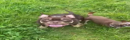 Amerikaanse Bully honden te koop: American Bully pocket pups verwacht - Advertentie 13