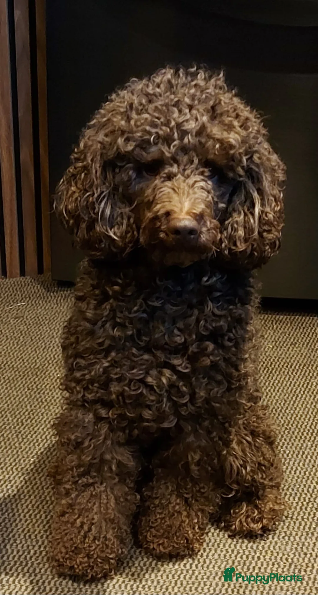 Labradoodle honden te koop: Labradoodle pups  - Advertentie 9