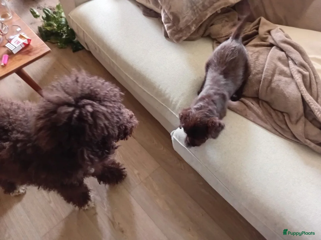 Labradoodle honden te koop: Labradoodle puppys in Weert - Advertentie 2