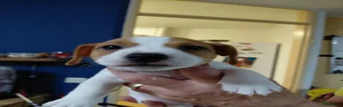 Jack Russel Terriër 2