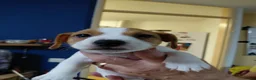 Jack Russel Terriër honden te koop: Jack Russell pups – 2 reutjes & 2 teefjes - Advertentie 10