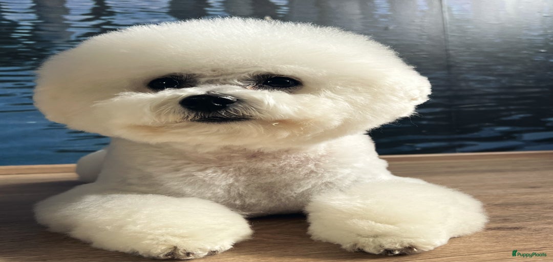 Galerij afbeelding {{count}}