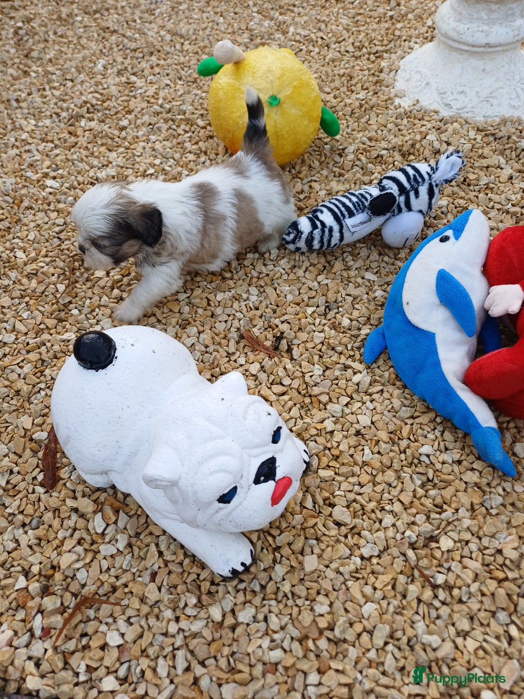 Shih Tzu honden te koop: leuke lieve ras zuiver shih tzu pups - Advertentie 15