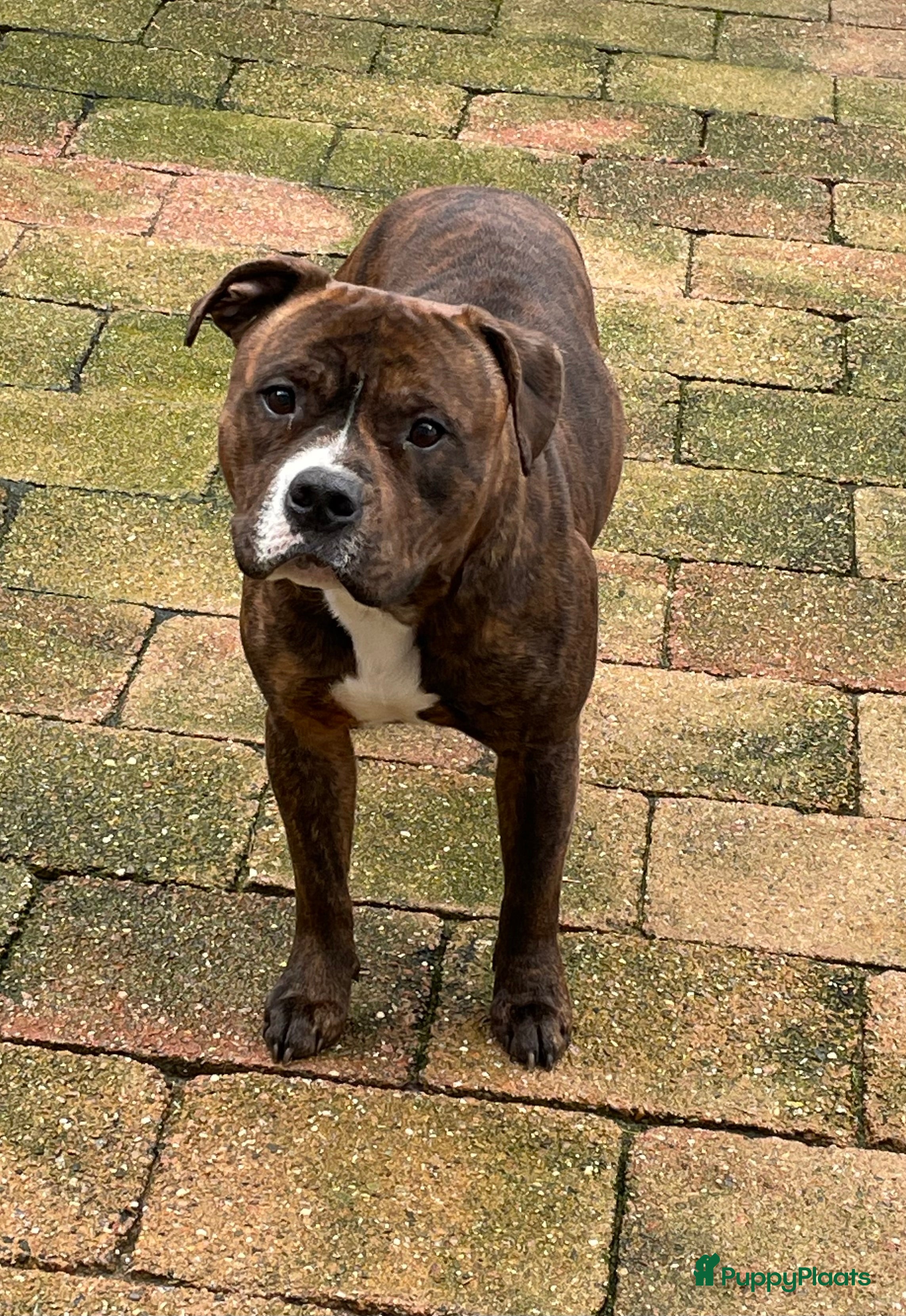 Engelse Stafford honden Rocky  - Advertentie 1