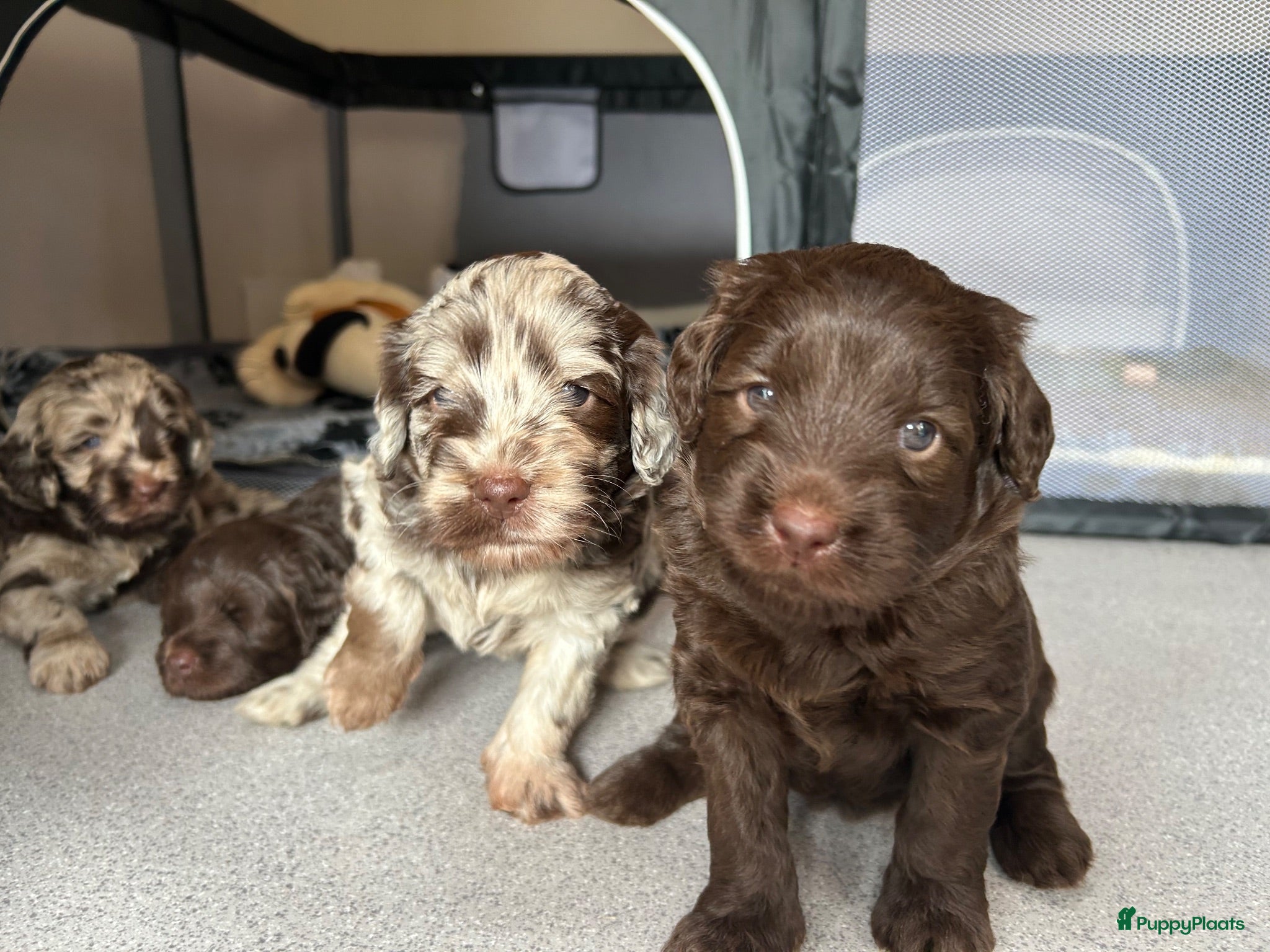 Labradoodle honden Prachtige Labradoodle pups – Choco Merle & Choco  - Advertentie 1