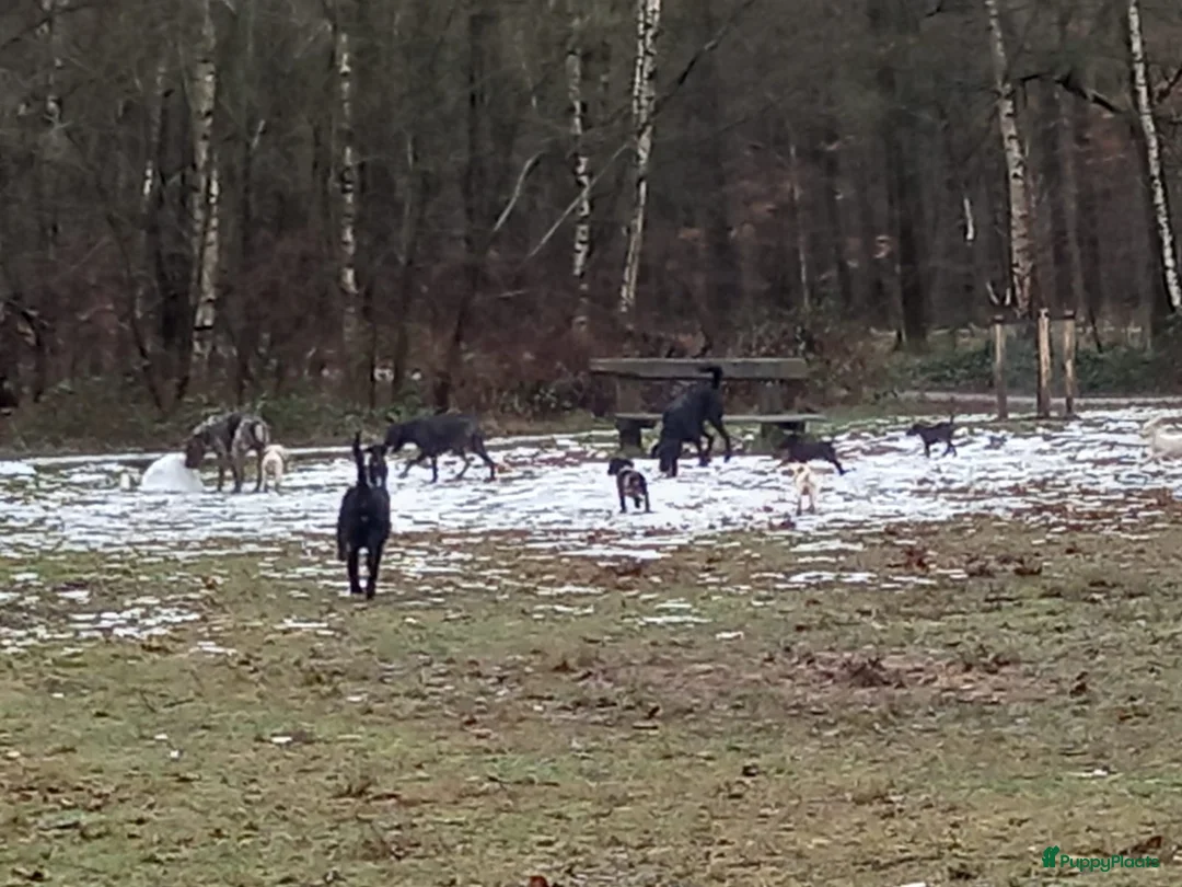 Kruising honden te koop: Een van deze prachtige pups is voor jou bedoeld? - Advertentie 8