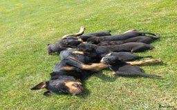 Rottweiler honden te koop: Nog 3 super lieve rottweiler reutjes. - Afbeelding 9