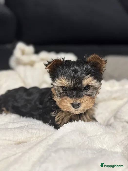 Yorkshire Terriër honden  Yorkshire Terrier puppy’s  - Advertentie 2