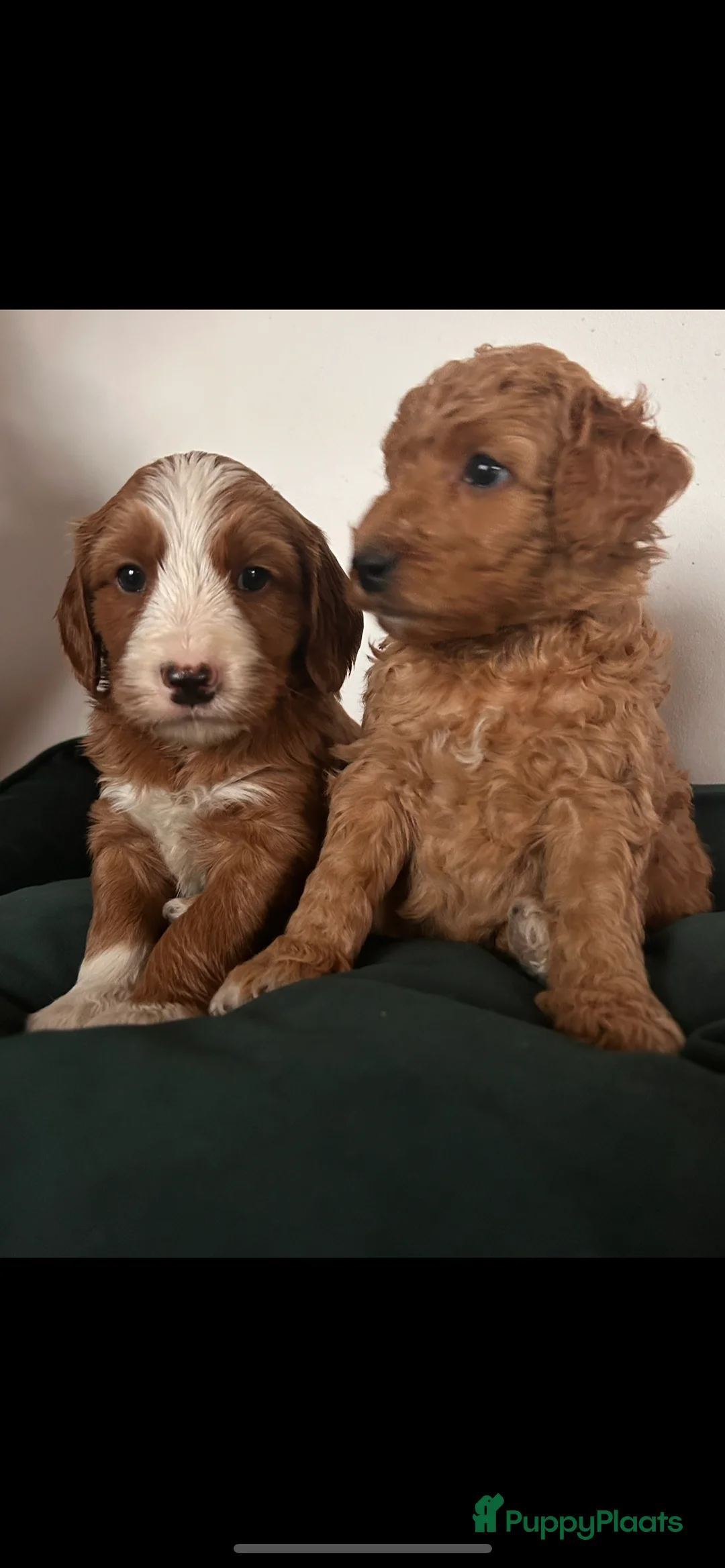Australian Labradoodle honden te koop: Medium Cobberdog/Australian Labradoodle nestaank - Advertentie 38