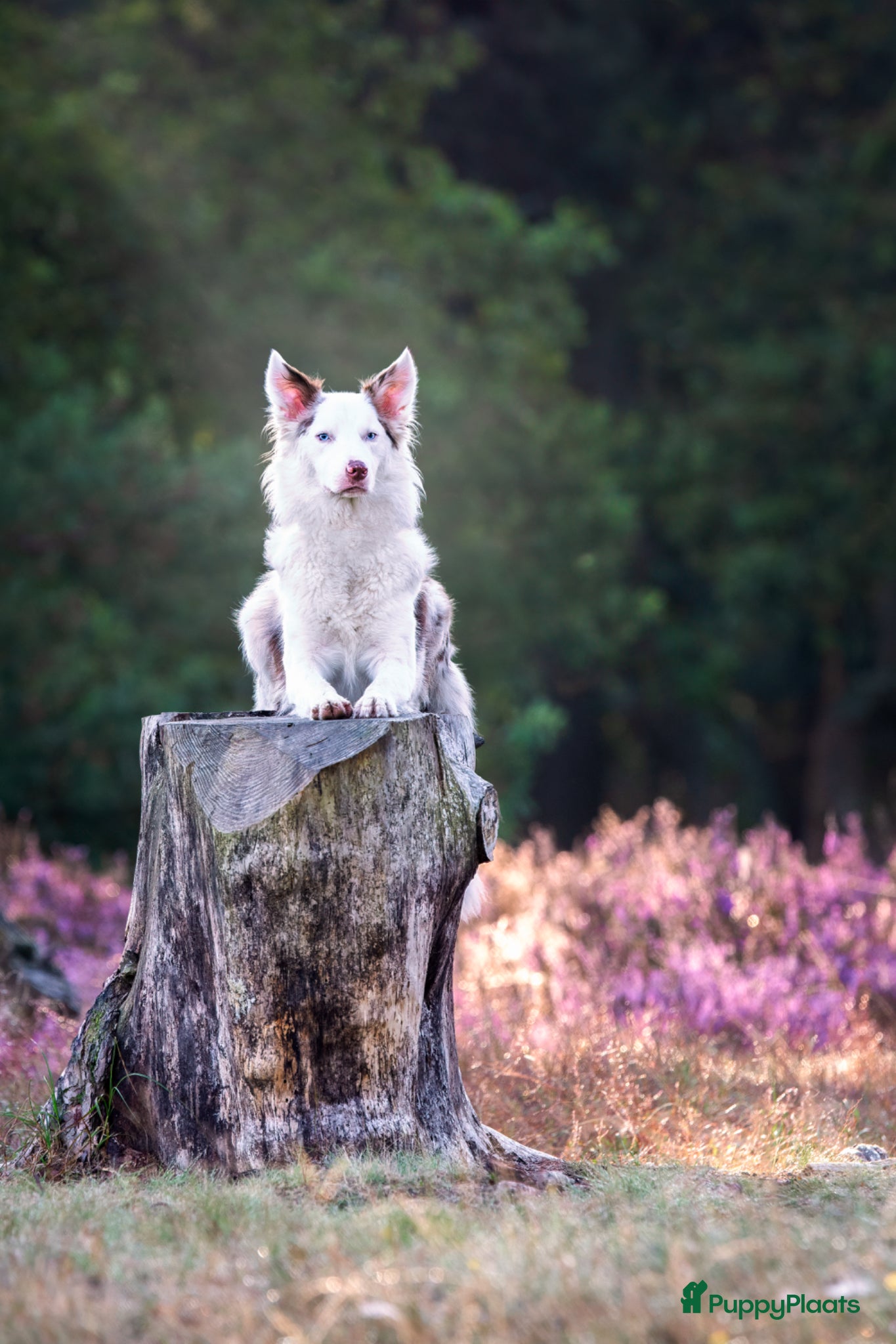 Border Collie honden te koop: Mooie speciale lieve Merle puppies - Advertentie 1