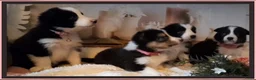 Border Collie honden te koop: Prachtige, lieve Border Collie pups - Advertentie 10