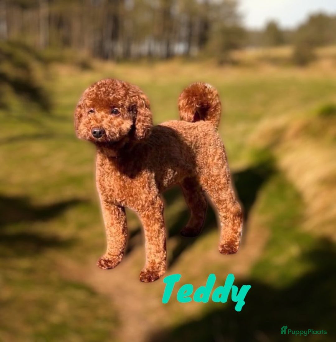 Poedel Toy honden ter dekking:  toy/dwerg poedel dekreutjes met fci stamboom - Afbeelding 17