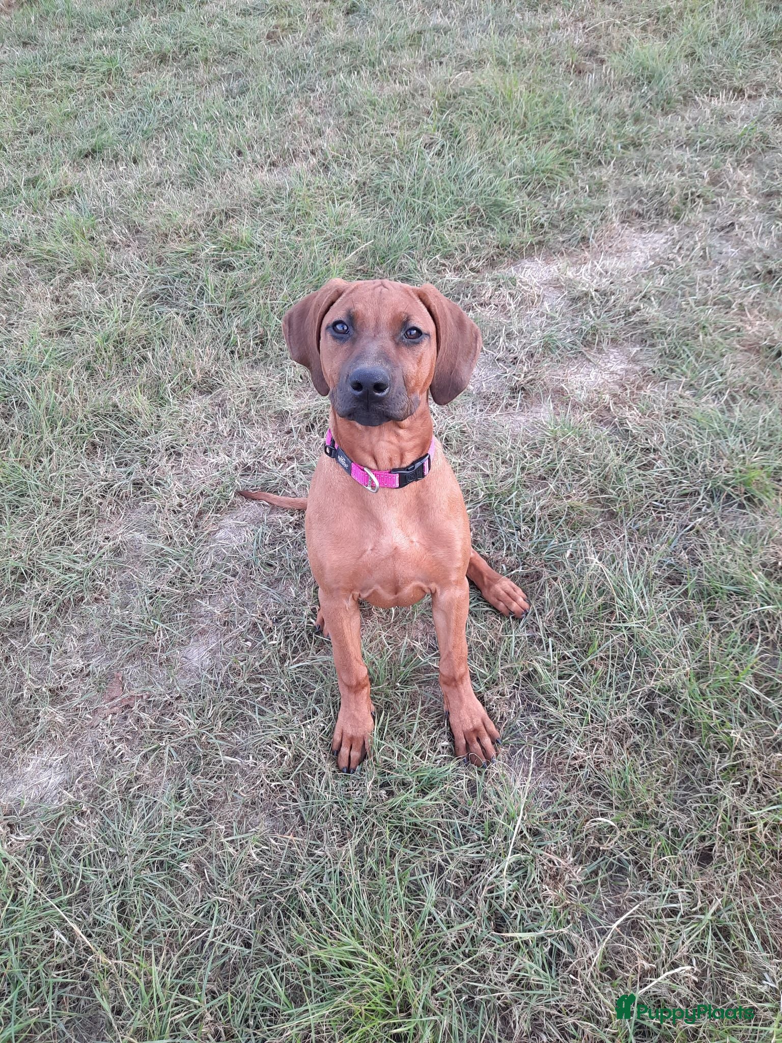 Rhodesian Ridgeback honden Rhodesian ridgeback - Advertentie 5