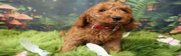 Australian Labradoodle honden te koop:  Nog 3 pupjes Mini/medium Australian labradoodle  - Advertentie 5