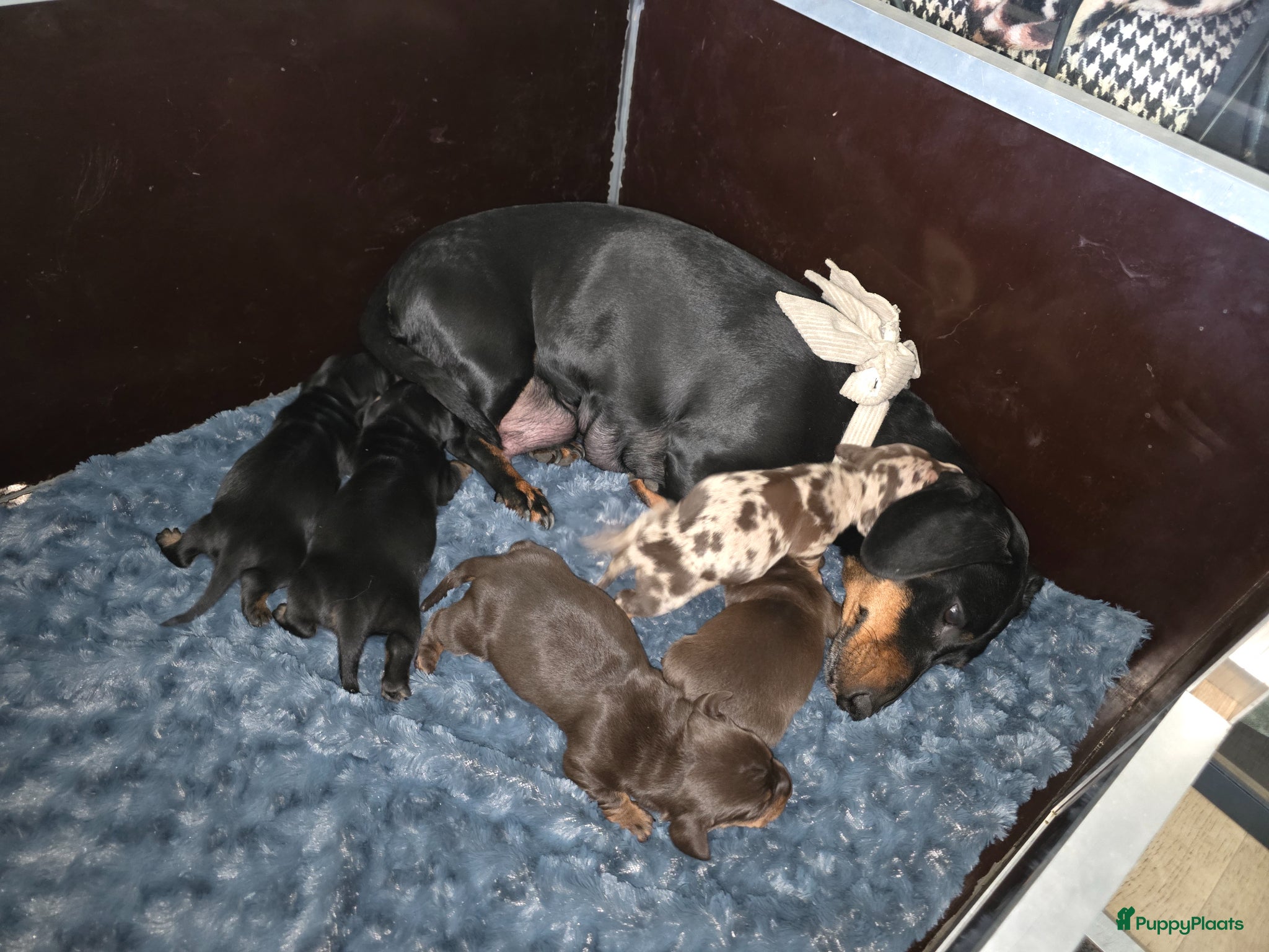 Teckel (korthaar)  honden ❤️ Prachtige, sociale, lieve dwergteckel pups ❤️ - Advertentie 1