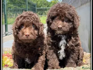 Kruising honden Boompoo pups F1b. Boomer x poedel - Advertentie 4