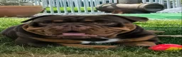 Old English Bulldog honden ter dekking: Dekreu  - Advertentie 5