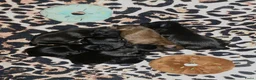 Kruising honden te koop: Prachtige Boomer Pups, Net Geboren 🖤🤎 - Advertentie 4