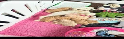 Maltipoo honden te koop: Mooie lieve maltipoo pup pups maltezer toy poedel  - Advertentie 9