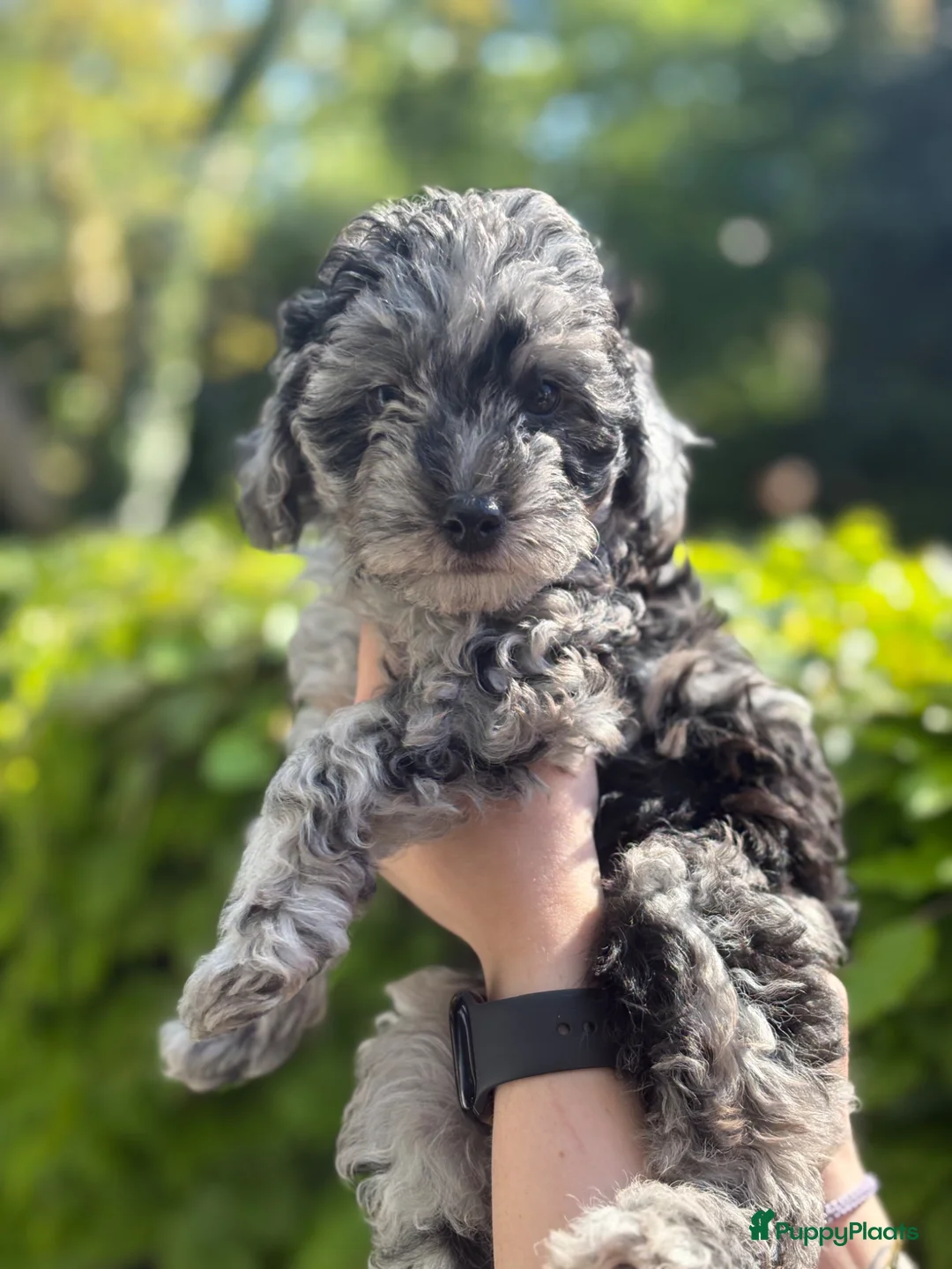 Dwergpoedel honden te koop: Dwergpoedel pups - Advertentie 1