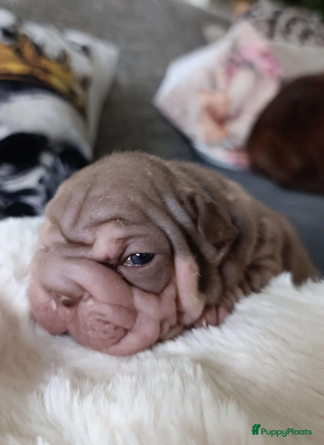 Franse Bulldog honden te koop: Big rope Velvet Franse bulldog  - Advertentie 6