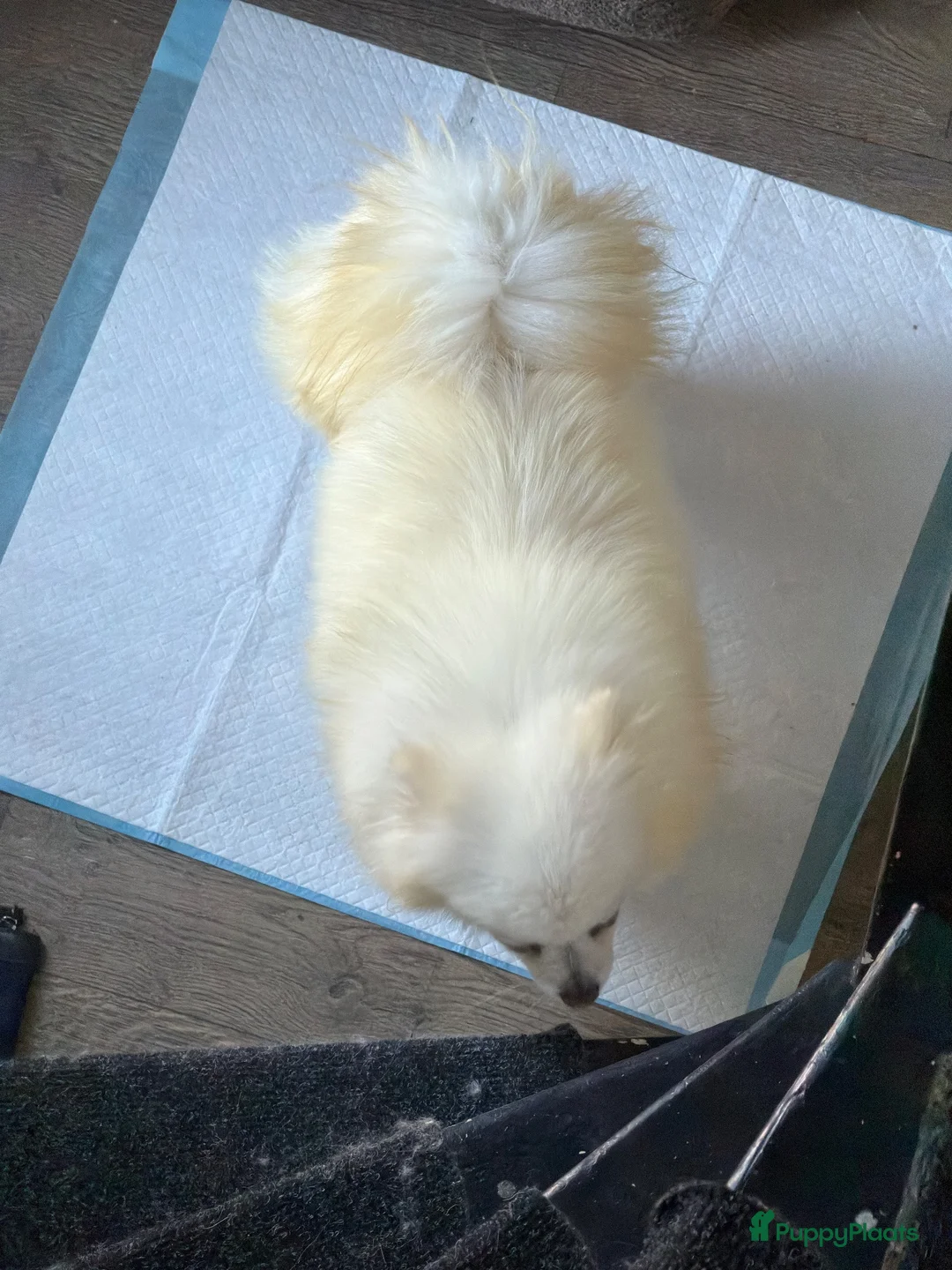Pomeriaan honden te koop: Pomeriaan - Advertentie 3