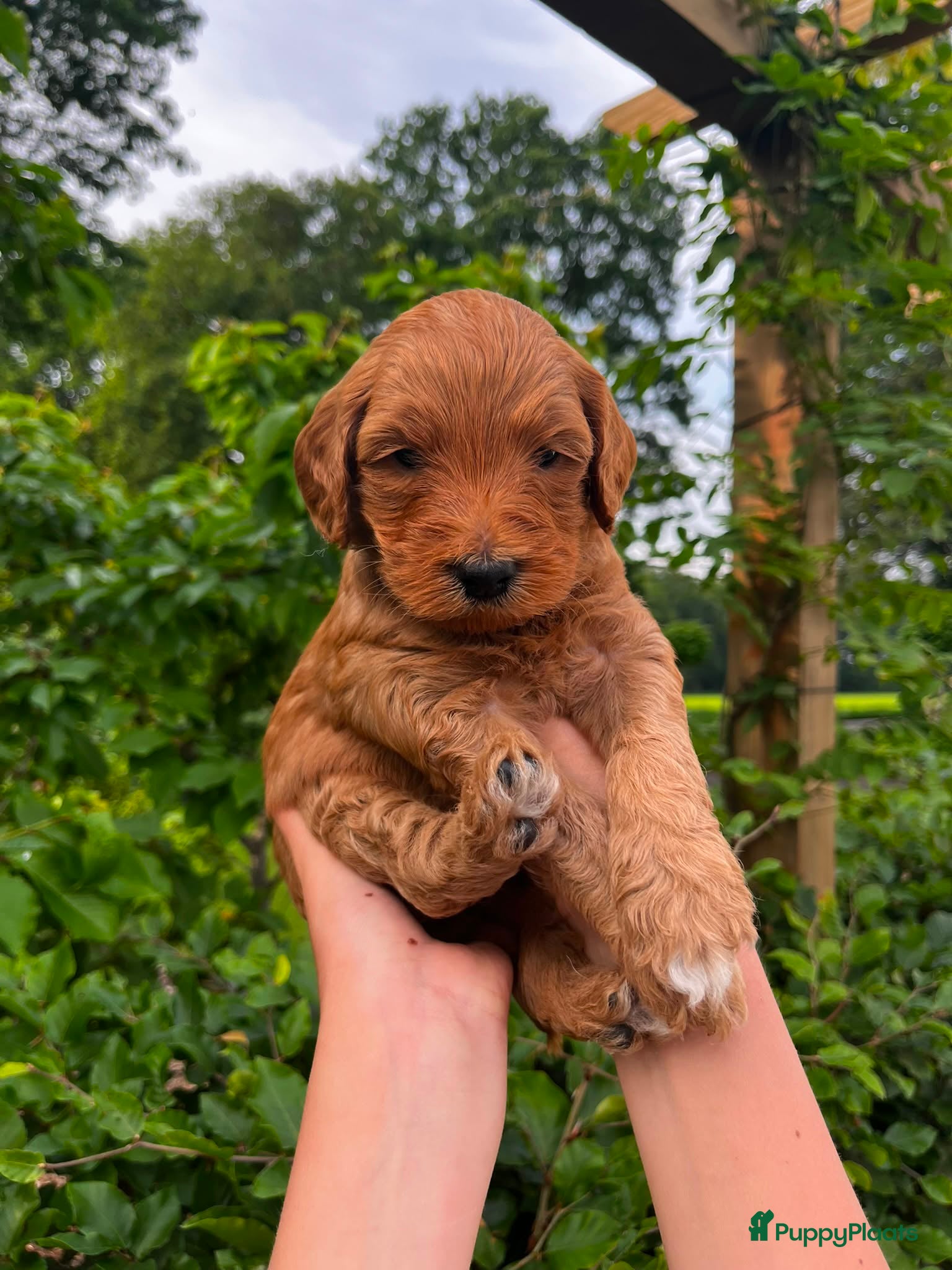 Australian Labradoodle Puppy 4