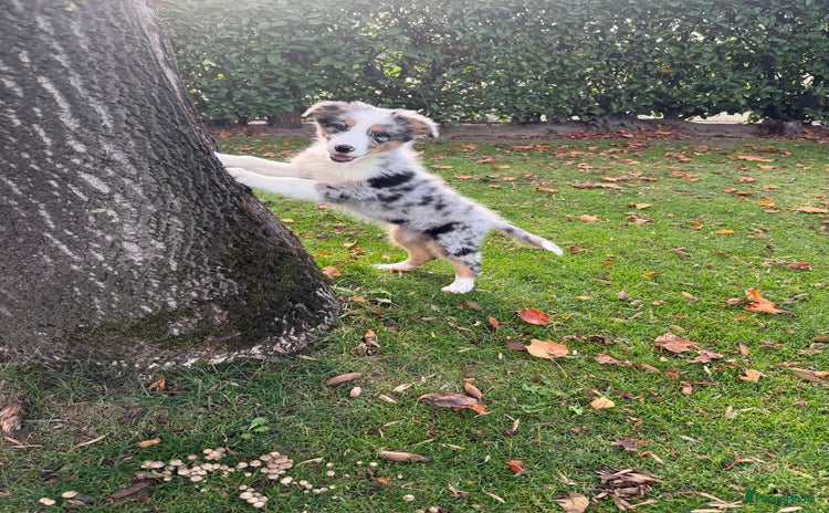 Kruising honden - Advertentie 10