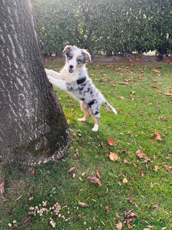 Kruising honden - Advertentie 10