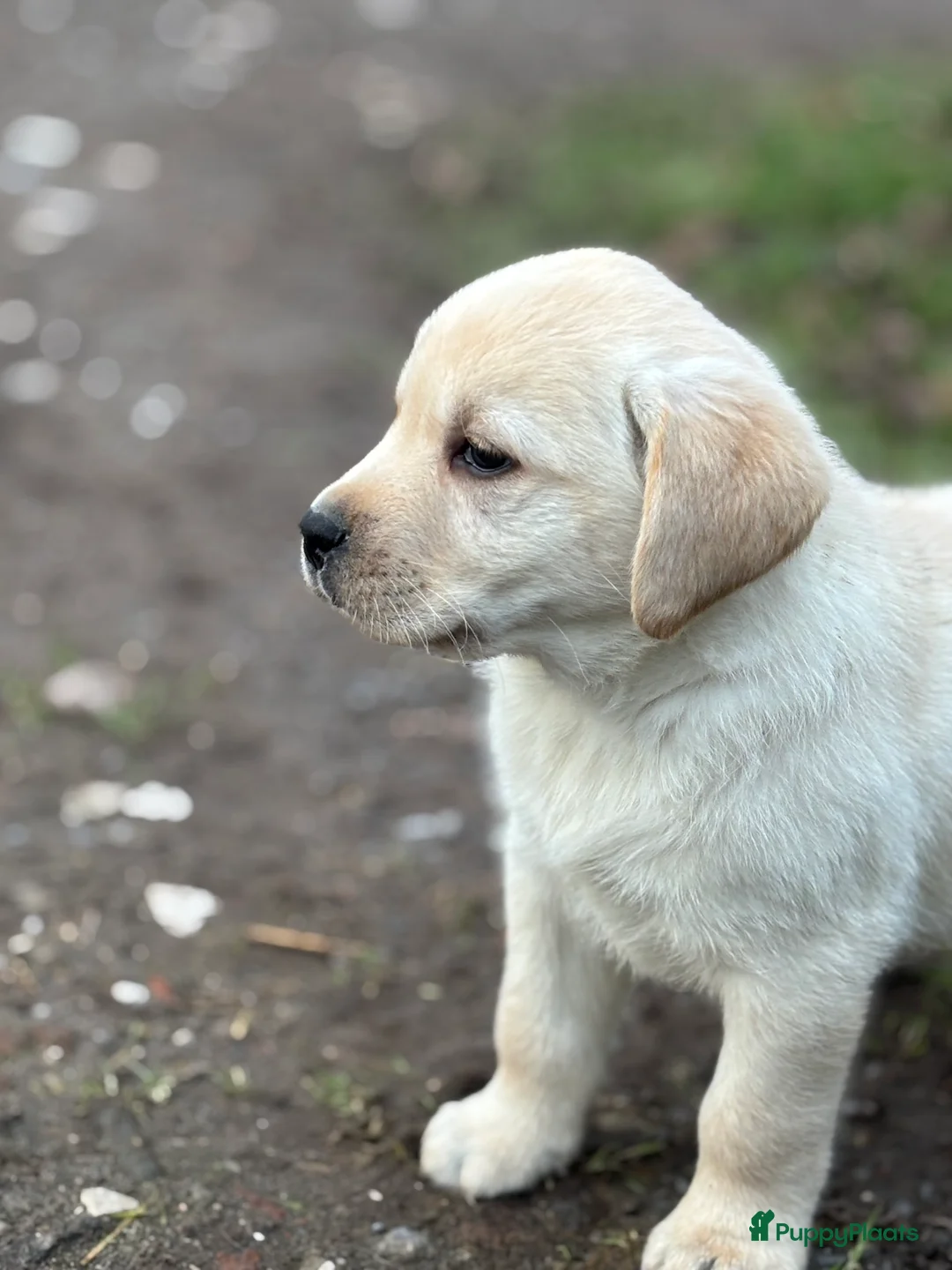Labrador Retriever honden te koop: Prachtige gele Labrador pups, reutjes  - Advertentie 6