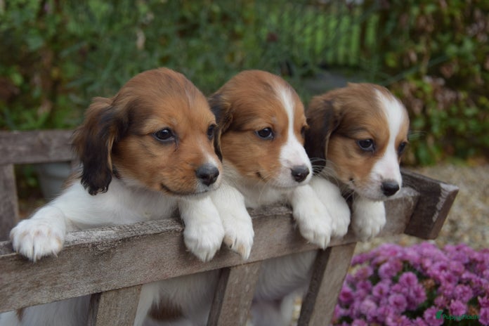 Kooikerhondje honden - Advertentie 2