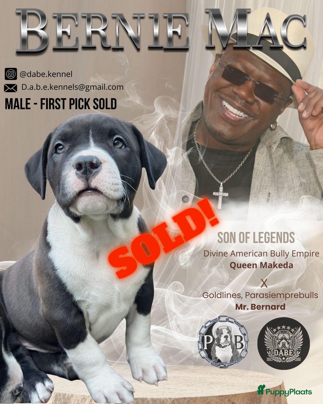 Amerikaanse Bully honden te koop: American Bully XL Puppies - Afbeelding 2