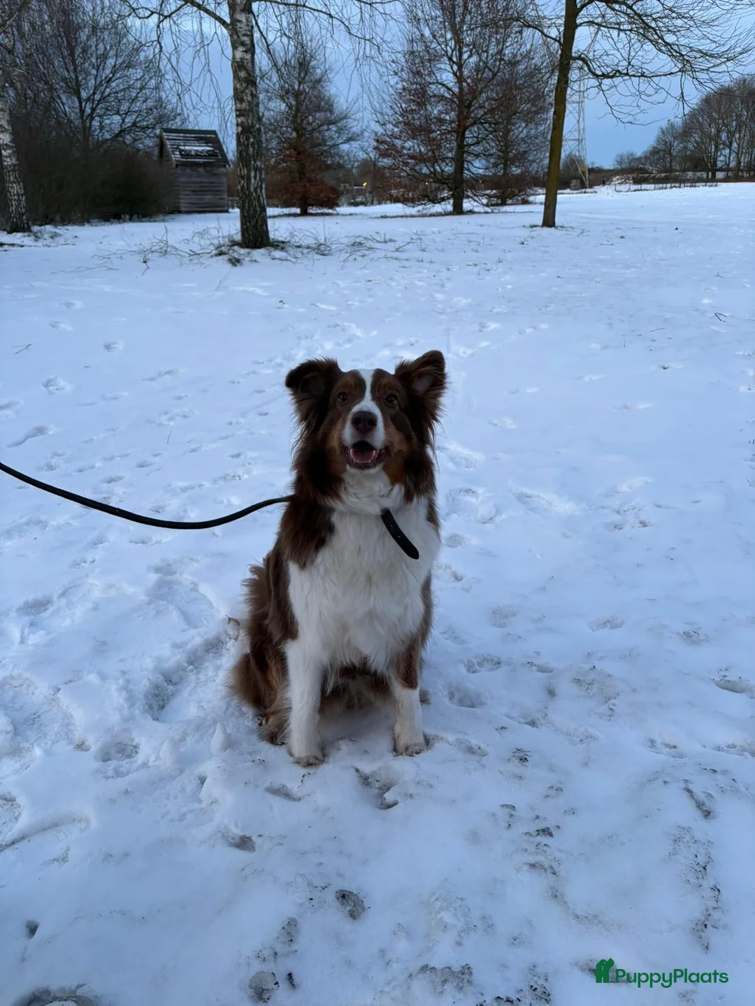Australian Shepherd honden te koop: Eerste nestje Australian Shepherd pups - Advertentie 1