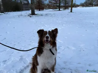 Australian Shepherd honden Eerste nestje Australian Shepherd pups - Advertentie 7