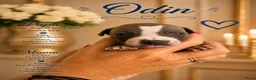 Amerikaanse Naakthond honden te koop: Prachtige Amerikaanse naakt hondjes - Advertentie 31