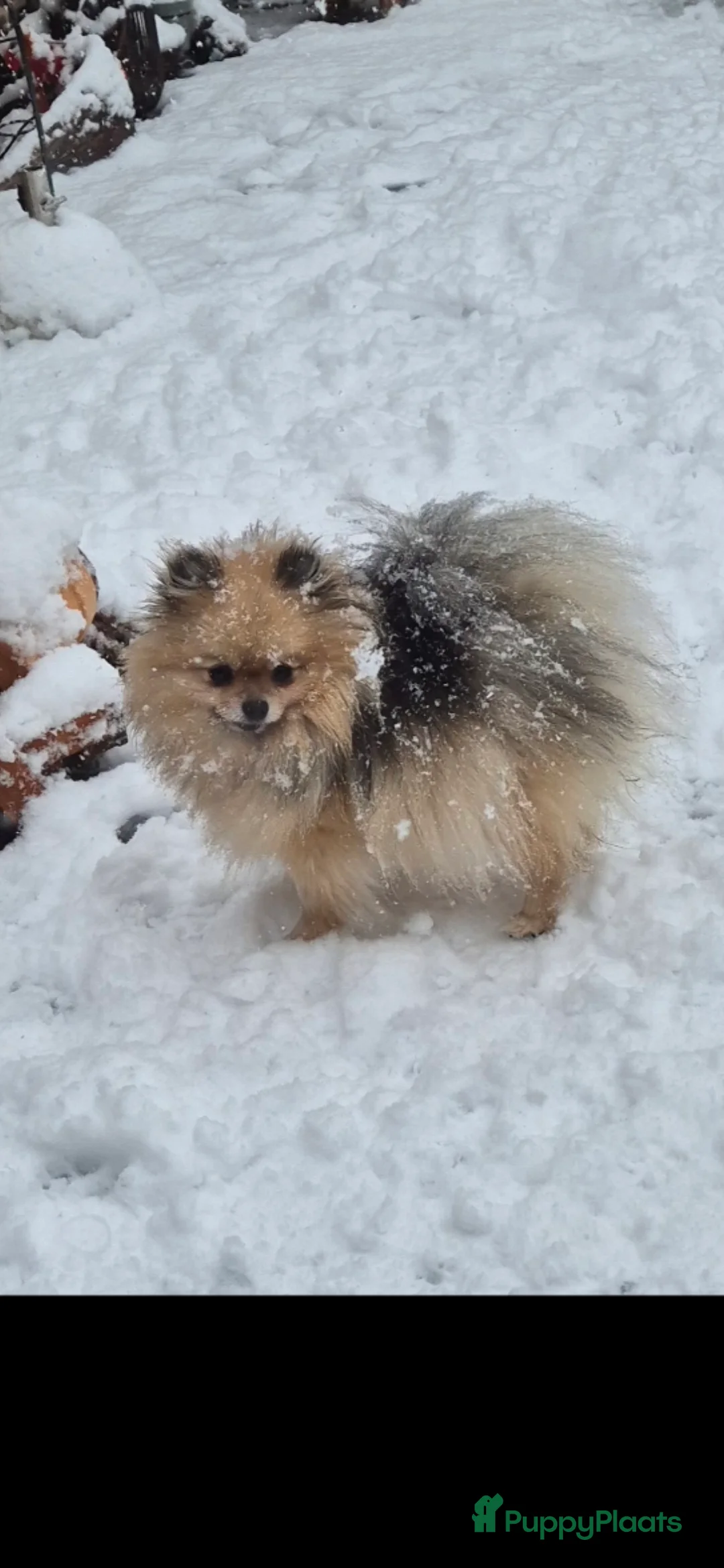 Pomeriaan honden te koop: Raszuiver Super lieve pomeriaan meisje - Advertentie 2