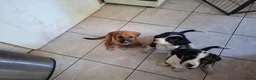 Kruising honden te koop: lieve kruising Beagle - Advertentie 3
