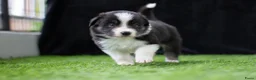 Border Collie honden te koop: Border collie pups met FCI stamboom - Advertentie 4