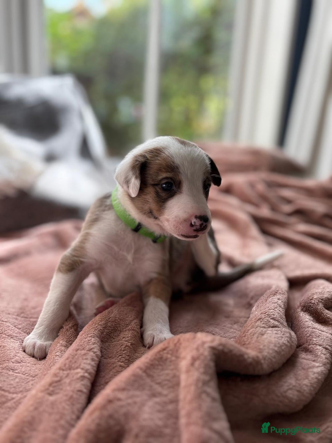 Kruising honden te koop: Whippet Pups X Border Collie  – gezinsvriendelijk! - Advertentie 10