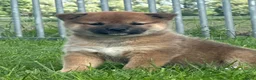 Shiba honden te koop: Bijzondere Shiba inu puppies - Advertentie 10