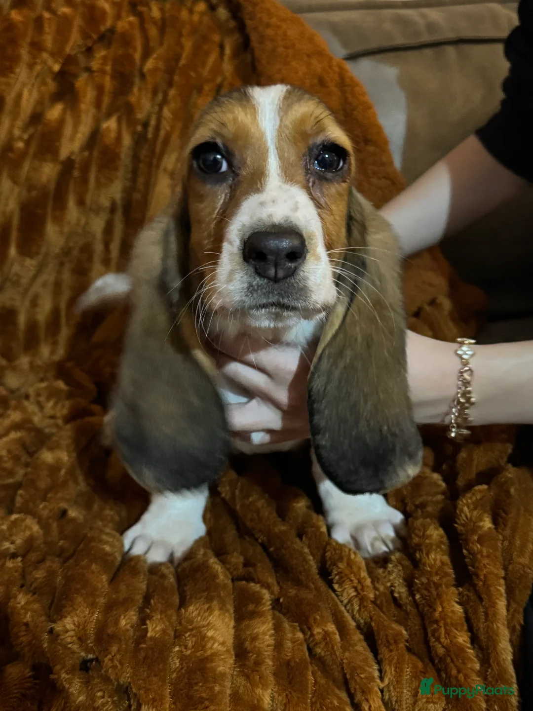 Basset Hound honden te koop: Basset hound pups - Advertentie 5