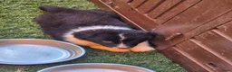Australian Shepherd honden te koop: Australian shepherd australische herder pups - Advertentie 16